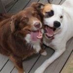 Two dogs cheek to cheek