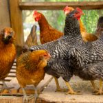 Kay's Chickens